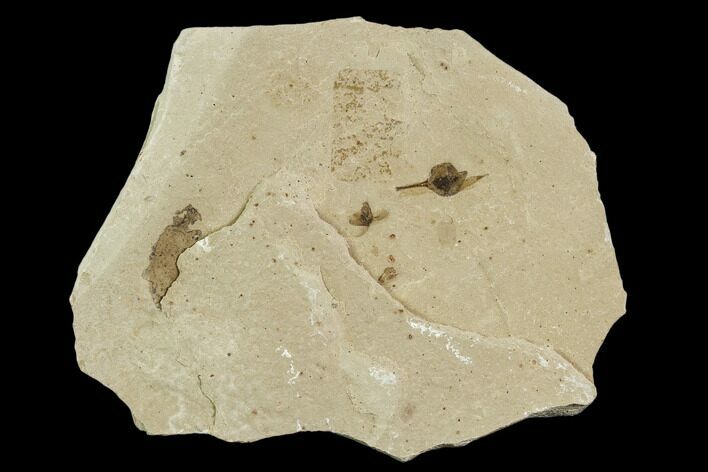 Fossil Seed And Beetle- Green River Formation, Utah #108827
